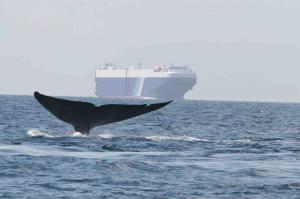 Ocean view of shipping vessel in background with whale tail in front