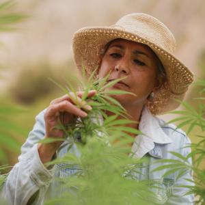 Life Elements' Martha Van Inwegen Assesses A Cannabis Plant