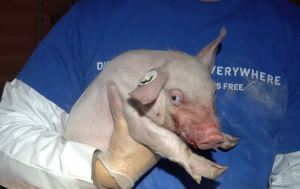 Piglet being rescued from factory farm