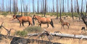 When Congress passed the Wild Free-Roaming Horses and Burros Act of 1971, wild horses and burros were found roaming on 53.8 million acres known as Herd Areas (HAs).  There were 339 Herd Areas in 1971.  At that time, their “range” was described as the amou