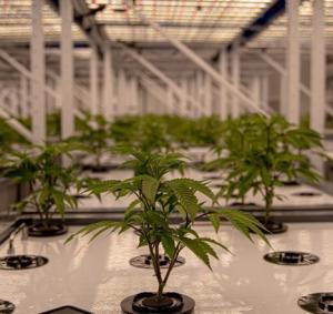 4-Layer Aeroponic Grow Room, Level 1 – SUMO Cannabis, Quebec