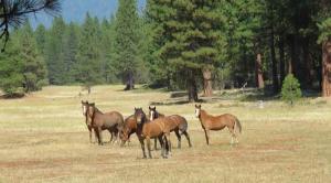 Family of wild horses stands guard over the forest where they live.