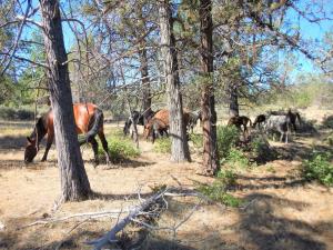 Wild horses seen reducing wildfire fuels off a forest floor, protecting the forest