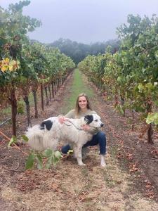 Clos Du Paws Luxury Dog Daycare in Sonoma Announces the Donation of a Portion of Proceeds to Family Dog Rescue