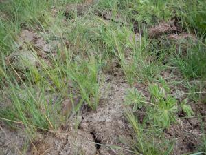 The seeds of native grasses and plants in horse droppings have germinated as part of the symbitoic relationship between wild horses and the grasses and plants that nourish the horses