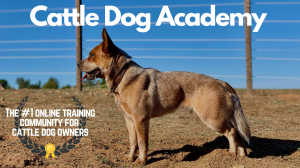 The #1 online community and training resource for cattle dog, heeler, or any herding breed owners