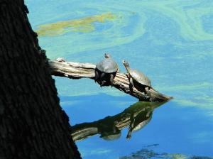 Western Pond Turtles at a species of special concern