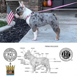 World's rarest french bulldog colors and structure